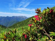 14 Rhododendron ferrugineum (Rododendro rosso) 